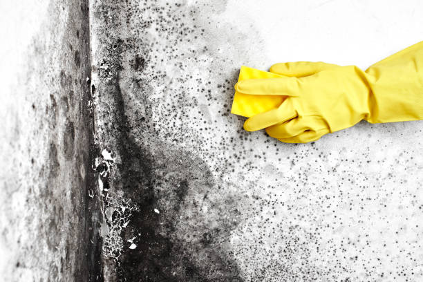 Certified Mold Removal in Bristow, OK