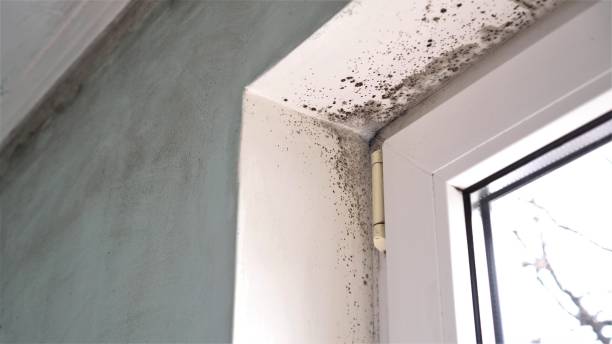 Best Office Mold Removal Services  in Bristow, OK