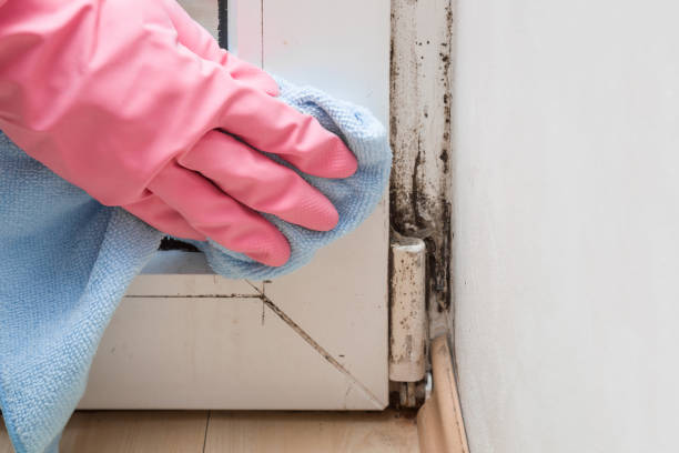 Attic Mold Removal in Bristow, OK