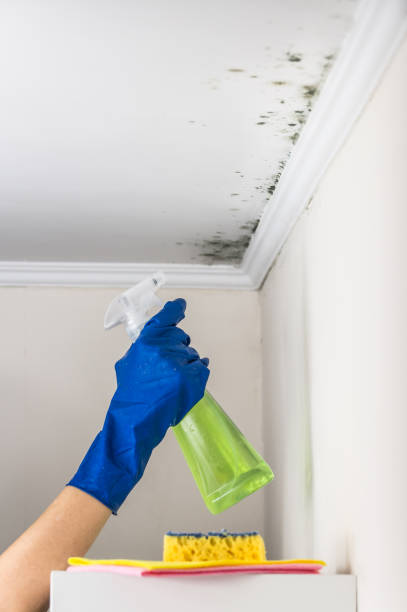 Best Certified Mold Removal  in Bristow, OK